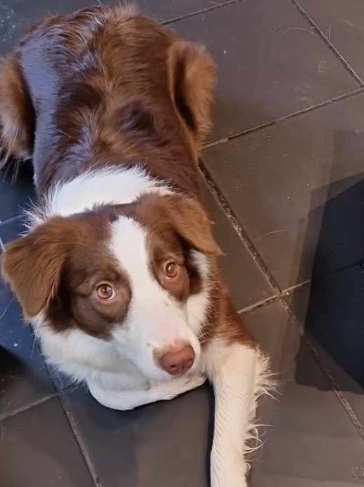 Karmelka, border collie: 500 misek z nami