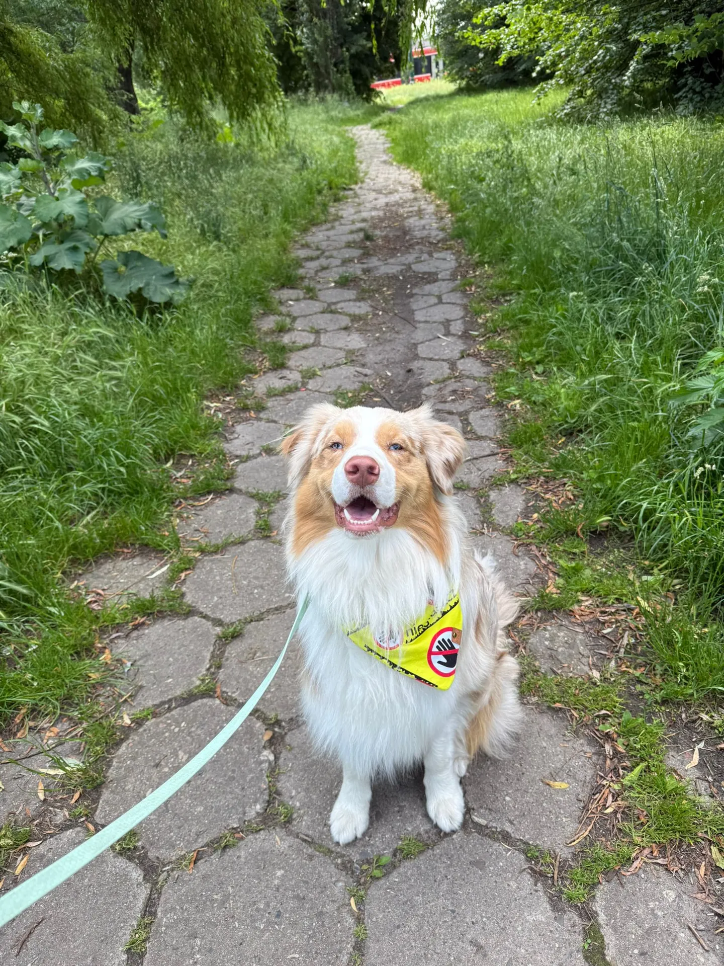 Australian Shepherd w sklepie BARF Original w Katowicach